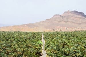 route vers zagora et vue sur la palmeraie par max van den oetelaar