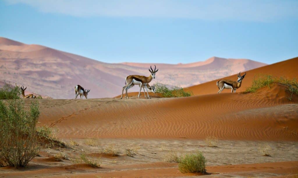 vue paysage du desert kalahari par arne smith