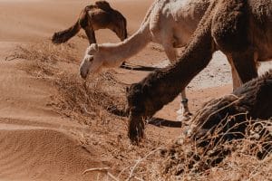Les dromadaires de la caravane broutent l'herbe du désert après la marche