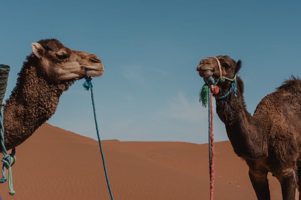 Portrait de deux dromadaires dans le désert