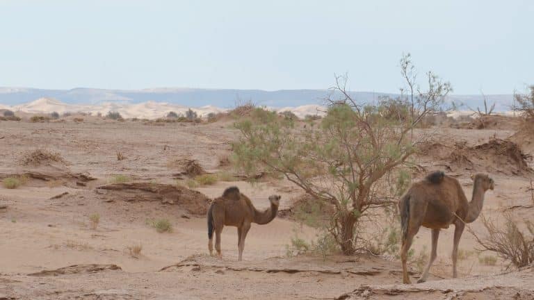 deux dromadaires dans les dunes d'erg Smar