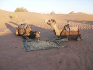 Deux dromadaires mangent de l'orge