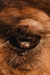 gros plan sur un oeil de dromadaire