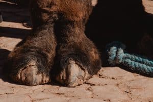 gros plan sur un pied de dromadaire