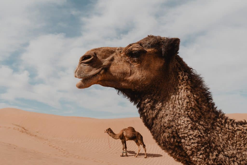 gros plan sur une tête de dromadaire