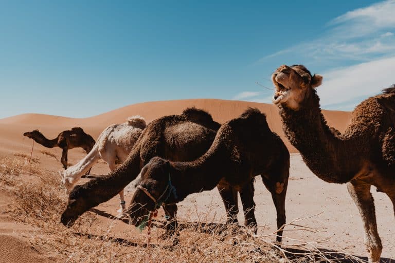 Les dromadaires de la caravane broutent après la marche