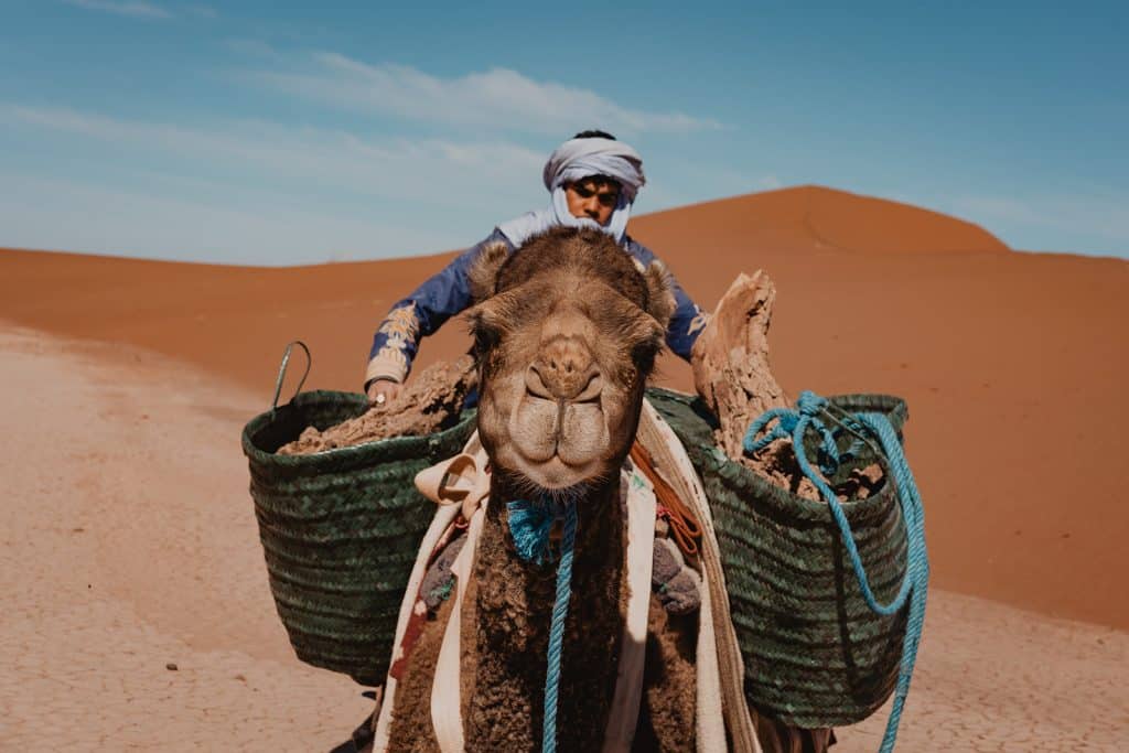 Un nomade charge le bois dans les paniers de son dromadaire
