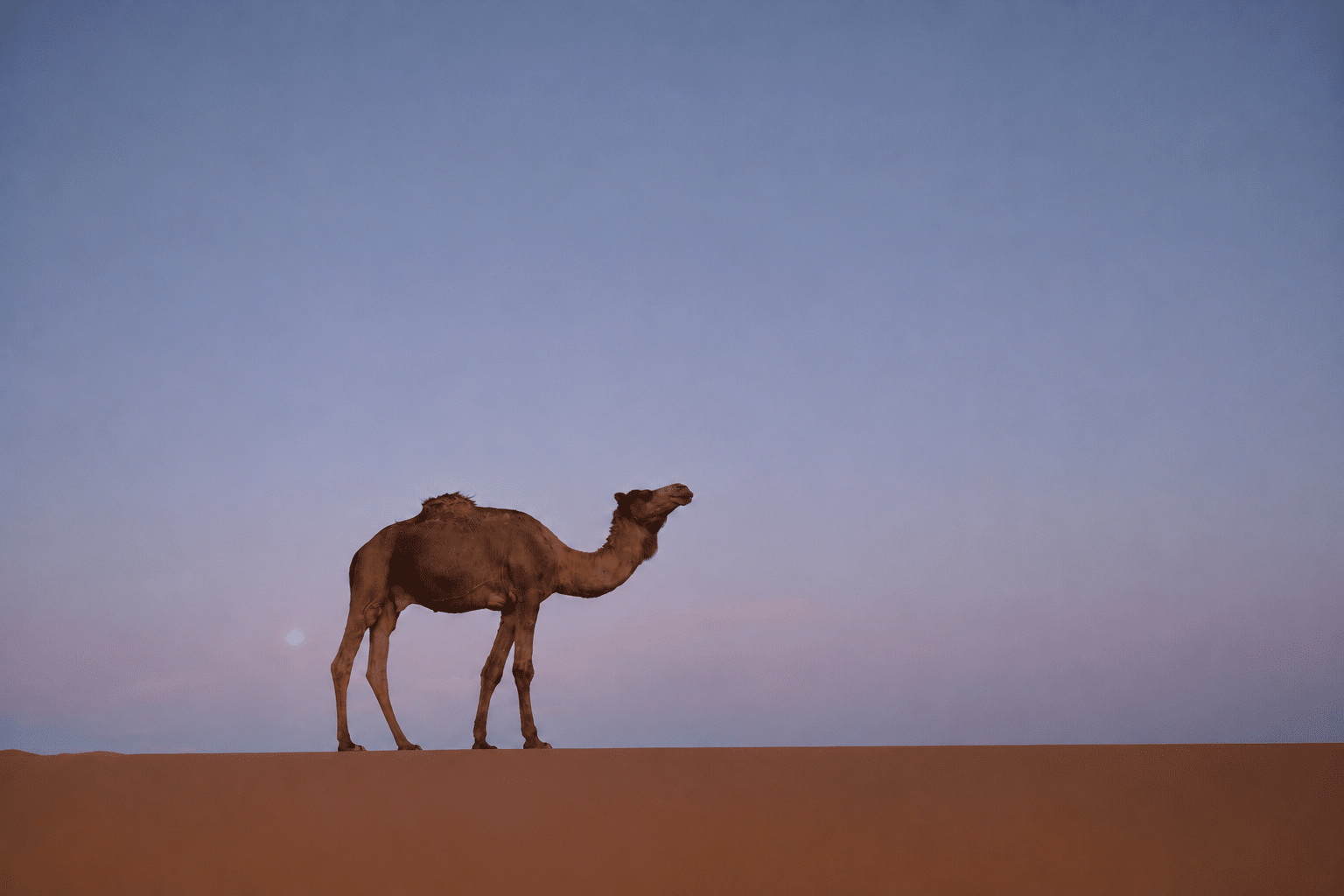 un dromadaire marche seul au crepuscule